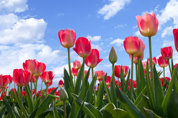 Spring flowers tulips  in the blue sky