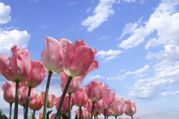 Lots of pink tulips