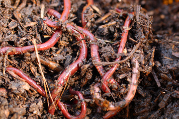red worms in compost © Kokhanchikov