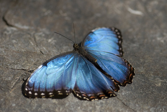 Papillon