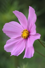 Obraz premium Herbstanemone