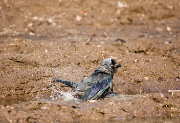 A washing jackdaw