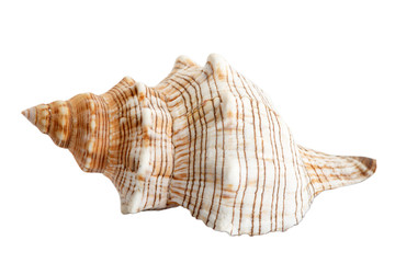 Seashell_1