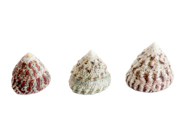 Seashells_II