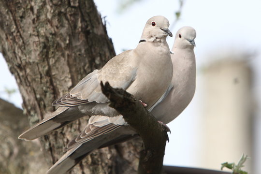 Turtle-doves on tree