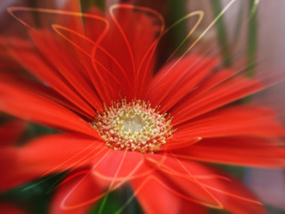 chrysanthemum, flowers