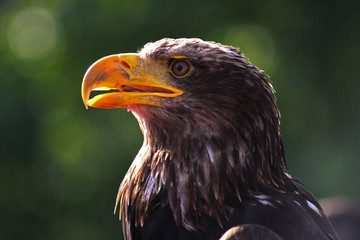 Seeadler