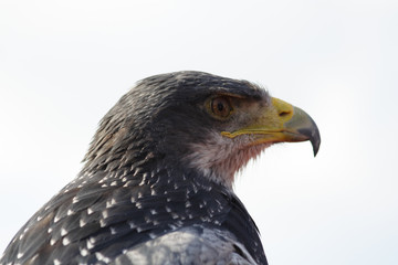 Falke