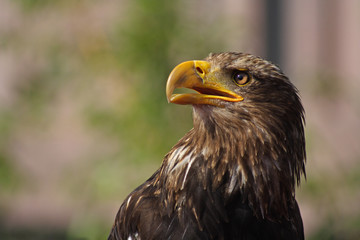 Seeadler