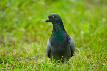 Pigeon