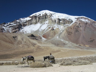 sajama