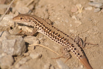 lizard