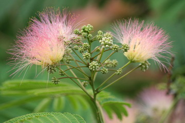 Acacia flowers