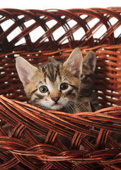the kitten in the basket