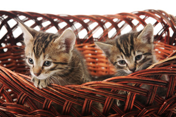 the kitten in the basket