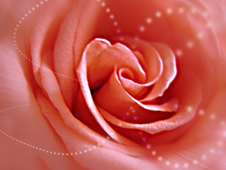 rose, pink