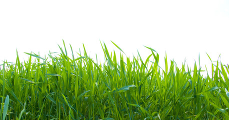 green grass on white
