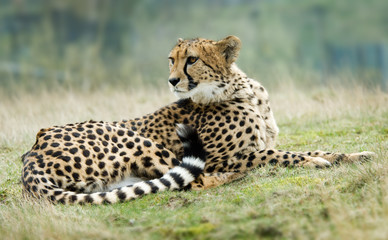 beautiful cheetah