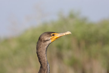 Kormoran