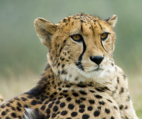beautiful cheetah