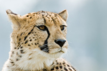 beautiful cheetah