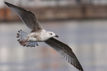 Herring Gull