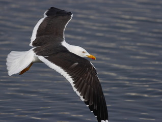 Lesser Black-Backed Gull