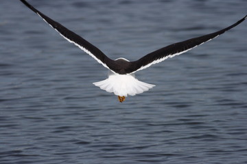 Lesser Black-Backed Gull