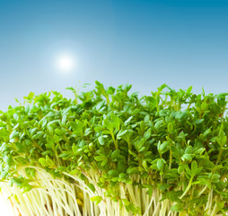 Field on a background of the blue sky.