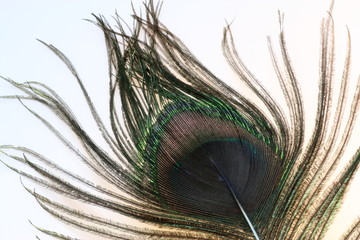 Peacock feather