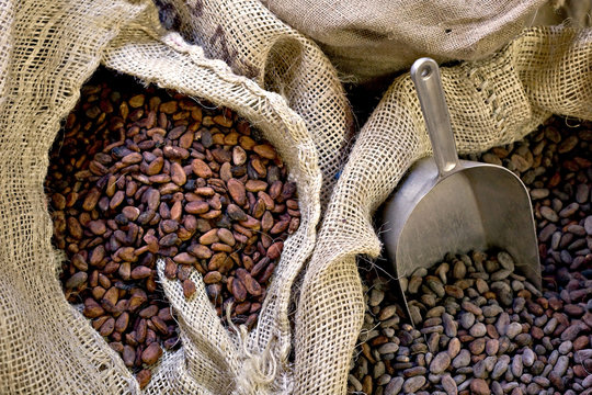 F&egrave;ve Cacao