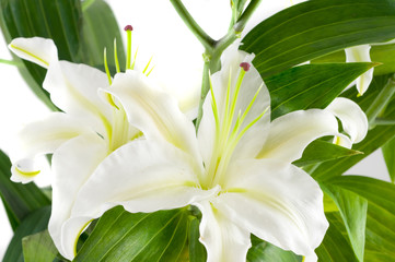White lily. Isolation on white