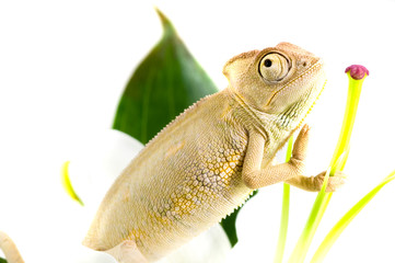 Chameleon. Isolation on white