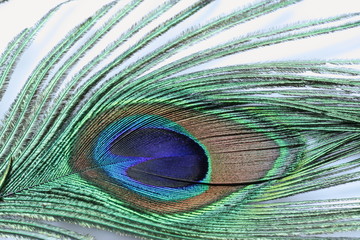 Fototapeta premium Peacock feather