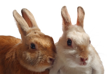Two rabbits
