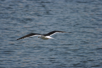 Fototapeta na wymiar Lesser Black-Backed Gull