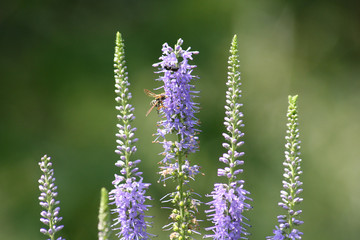 summer flowers