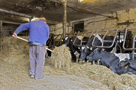 F&uuml;tterung im Kuhstall