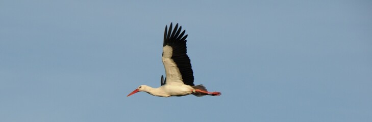 storch