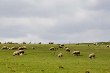 Obraz premium sheep pasture in beautiful czech farmland