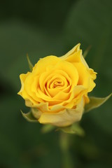 Yellow rose