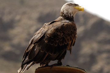 Eagle is resting