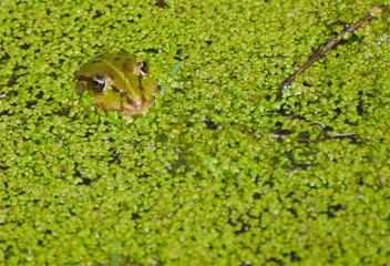 grenouille