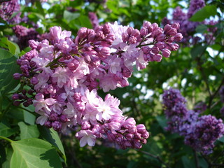 Blooms Lilac