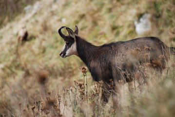 Chamois