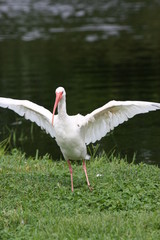 Obraz premium WHITE BIRD PROTECTING NEST