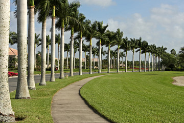 Street and sidewalk lined with palm trees