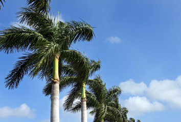 Palm trees in a row against blue sky