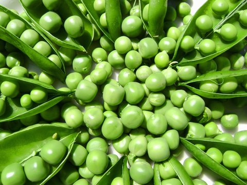 recolte petits pois.