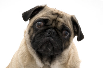Pug Isolated